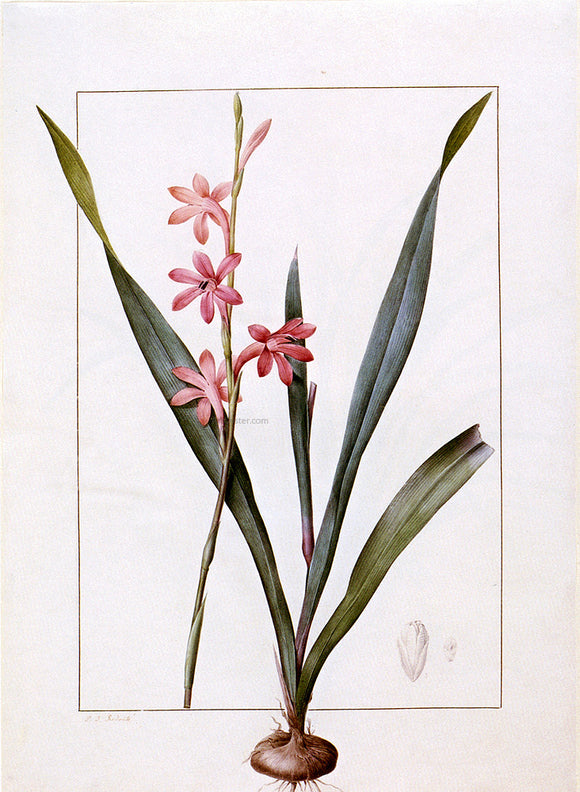 Pierre Joseph Redoute Gladiolus Merianus Art Print Printoyster pierre-joseph-redoute-gladiolus-merianus-art-print-printoyster