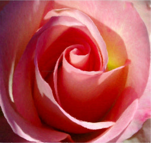  Our Original Collection Gorgeous Pink Rose - Art Print