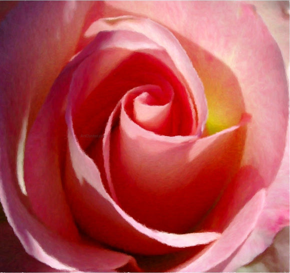  Our Original Collection Gorgeous Pink Rose - Art Print