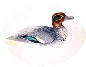  John James Audubon Green Winged Teal - Art Print