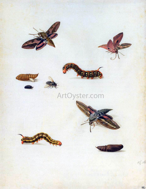  Herman Henstenburgh Insects - Art Print