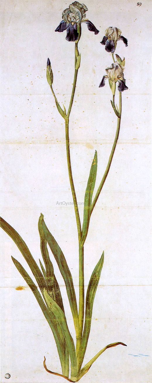  Albrecht Durer Iris - Art Print