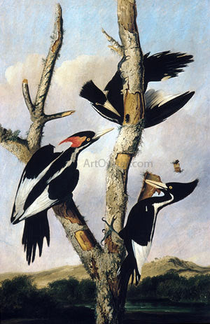  Joseph Bartholomew Kidd Ivory-billed Woodpeckers - Art Print