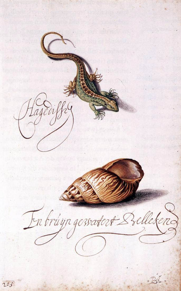  Balthasar Van der Ast Lizard and Shell - Art Print