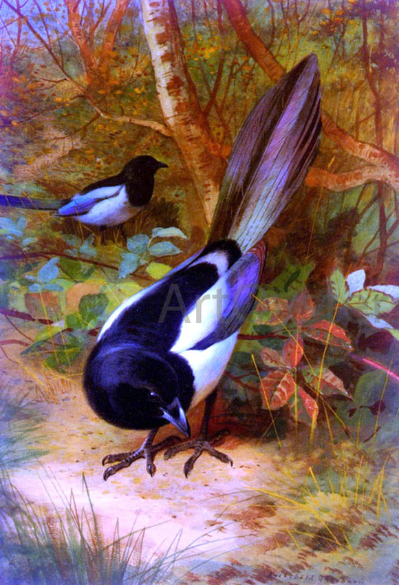  Archibald Thorburn Magpies - Art Print