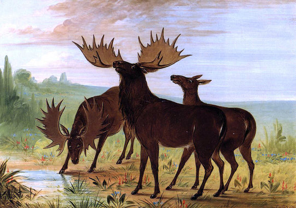  George Catlin Moose at Waterhole - Art Print