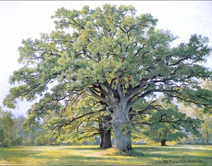  Ivan Ivanovich Shishkin Oaks in the Old Petergof - Art Print
