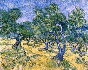  Vincent Van Gogh Olive Grove - Art Print