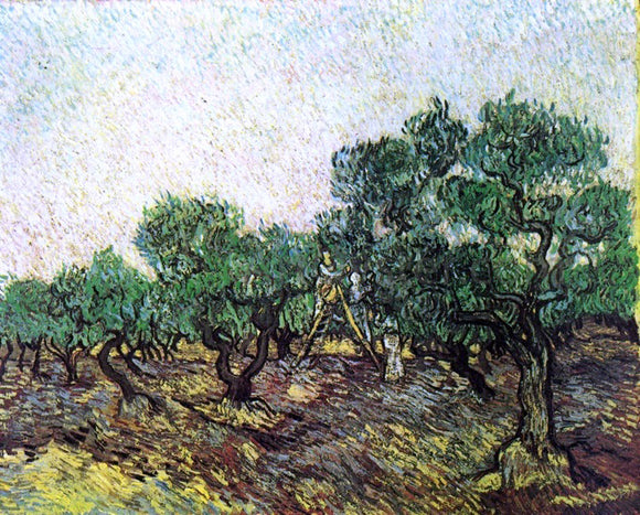  Vincent Van Gogh Olive Picking - Art Print