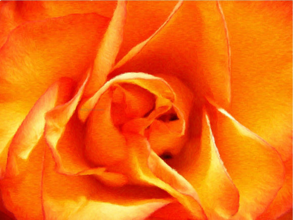  Our Original Collection Orange Rose Closeup - Art Print