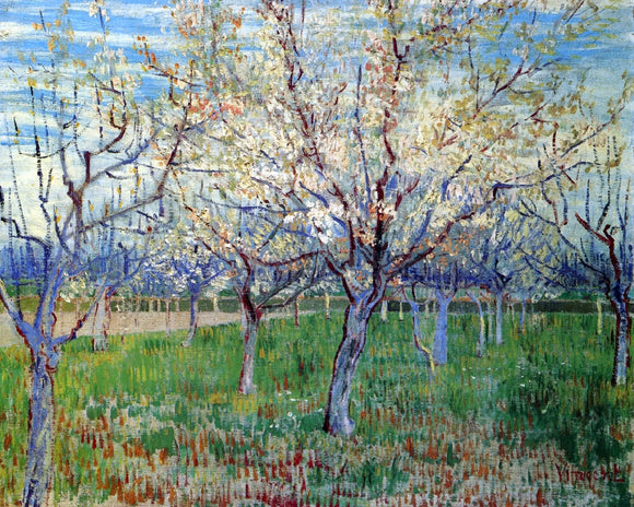  Vincent Van Gogh Orchard with Blossoming Apricot Trees - Art Print