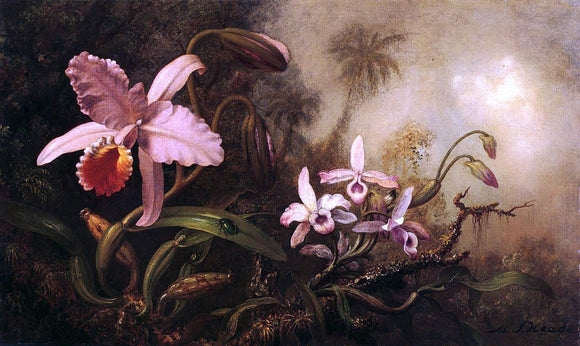  Martin Johnson Heade Orchids and a Beetle - Art Print