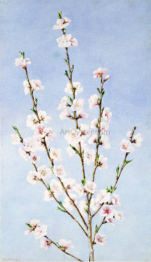  John William Hill Peach Blossoms - Art Print