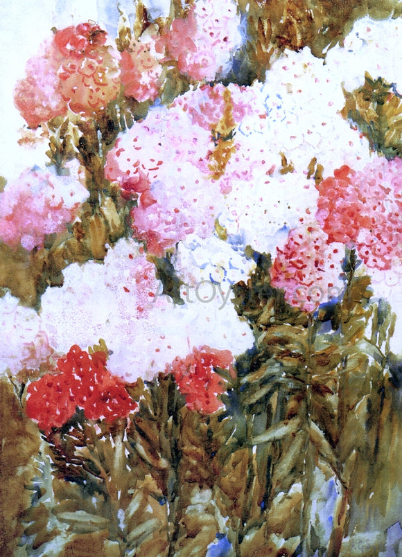  Annie G. Sykes Phlox - Art Print