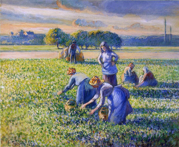  Camille Pissarro Picking Peas - Art Print