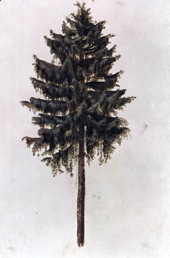  Albrecht Durer Pine - Art Print