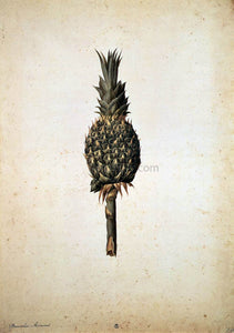  Jacopo Ligozzi Pineapple (Bromelia ananas) - Art Print