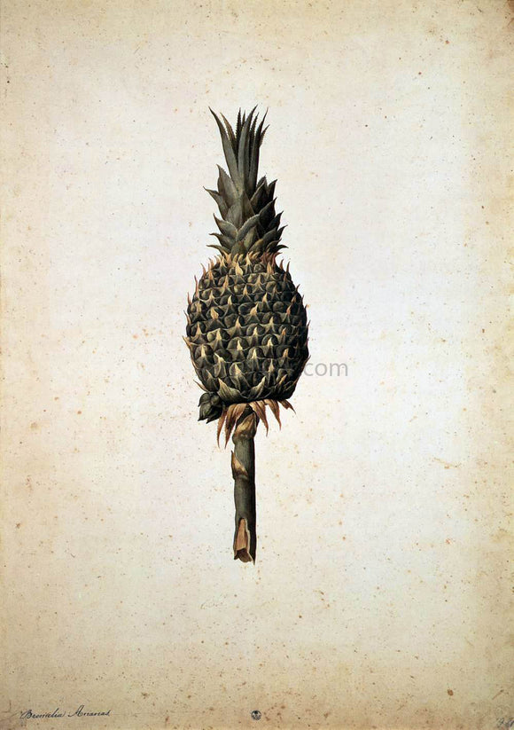  Jacopo Ligozzi Pineapple (Bromelia ananas) - Art Print