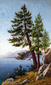  Grafton T Brown Pines, Lake Tahoe - Art Print