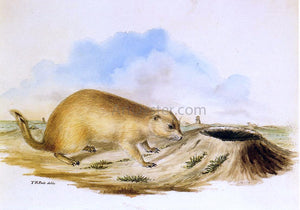  II Titian Ramsey Peale Prairie Dog - Art Print