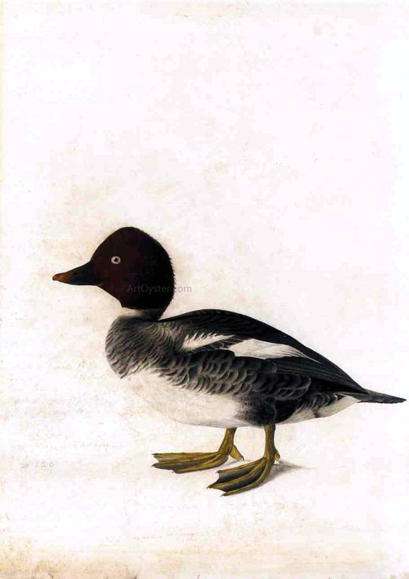  John James Audubon Redhead Duck - Art Print