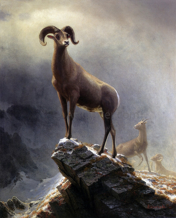  Albert Bierstadt A Rocky Mountain Sheep - Art Print