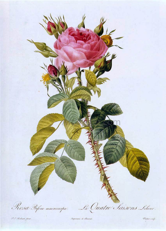  Pierre-Joseph Redoute Rosa Bifera Macrocarpa - Art Print