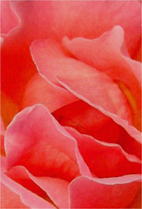  Our Original Collection Rose Petals Abstract - Art Print