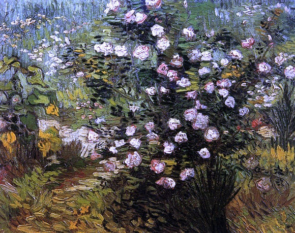  Vincent Van Gogh Rosebush i Blossom - Art Print