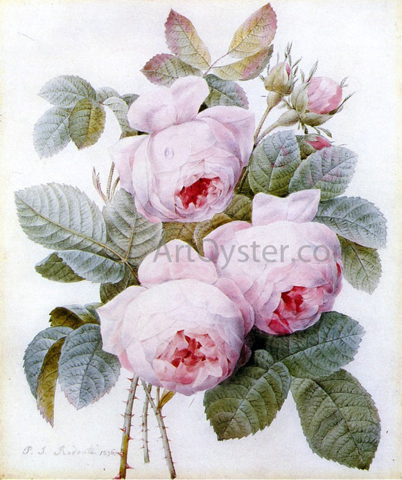  Pierre-Joseph Redoute Roses - Art Print