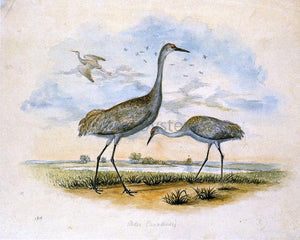  II Titian Ramsey Peale Sandhill Cranes - Art Print