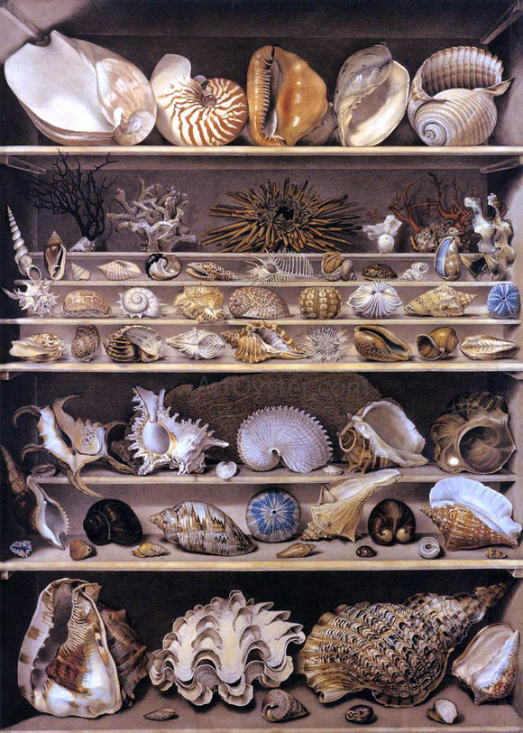  Alexandre-Isidore Leroy De Barde Selection of Shells Arranged on Shelves - Art Print