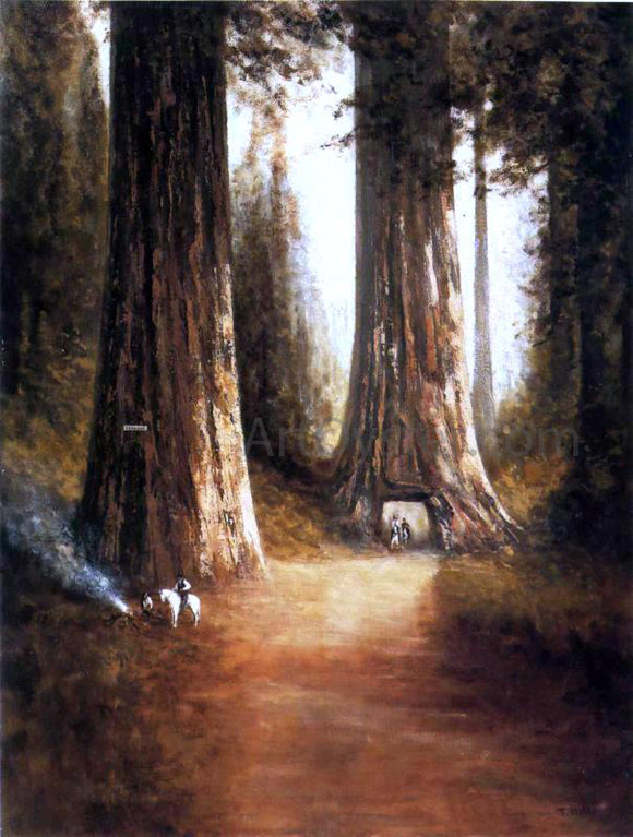  Thomas Hill Sequoia Gigantea - Art Print