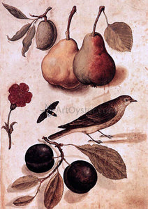  Ulisse Aldrovandi Specimens of Nature - Art Print