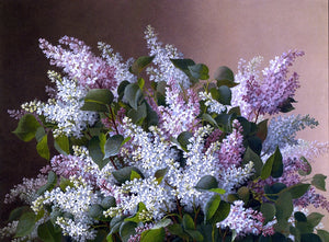  Raoul Paul Maucherat De Longpre Spray of Lilacs - Art Print