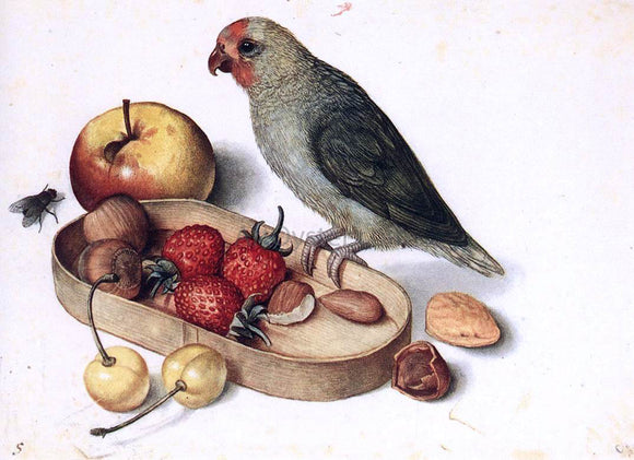  Georg Flegel Still-Life with Pygmy Parrot - Art Print