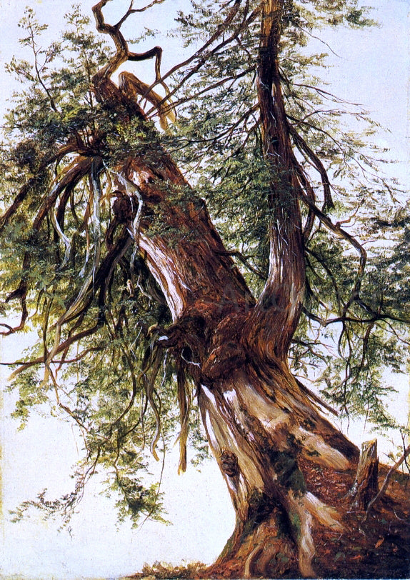  David Johnson Study of a Cedar - Art Print