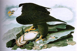  John James Audubon The Bald-Headed Eagle From Birds Of America - Art Print