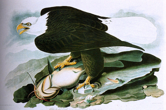  John James Audubon The Bald-Headed Eagle From Birds Of America - Art Print