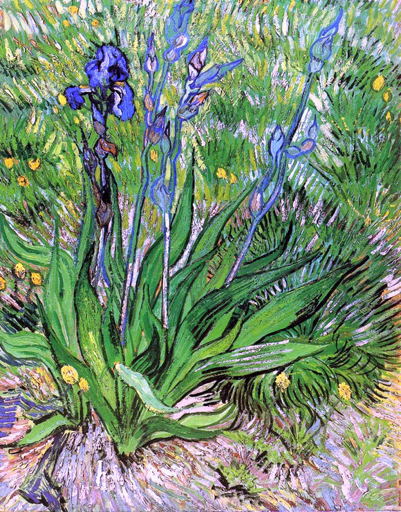  Vincent Van Gogh The Iris - Art Print