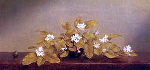  Martin Johnson Heade Trailing Arbutis - Art Print