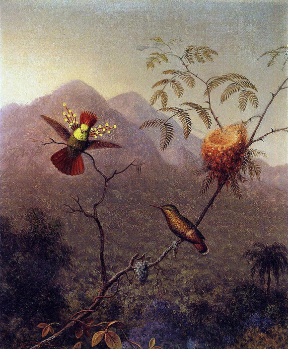  Martin Johnson Heade Tufted Coquette - Art Print