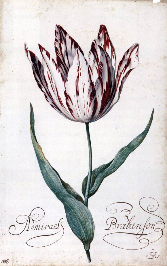  Balthasar Van der Ast Tulip - Art Print