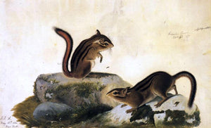  John James Audubon Two Ground Squirrels - Art Print