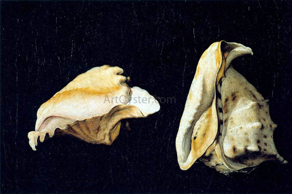  Filippo Napoletano Two Shells - Art Print