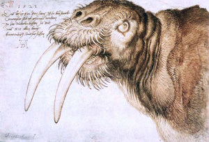  Albrecht Durer Walrus - Art Print