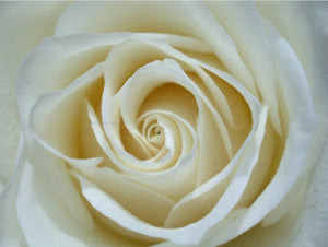  Our Original Collection White Rose Detail - Art Print