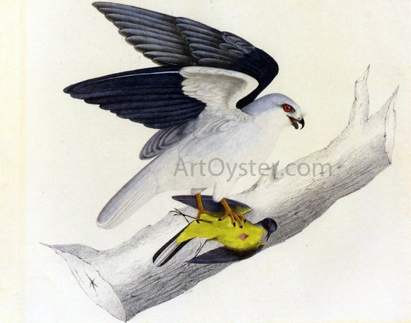  John James Audubon White-Tailed Kite - Art Print