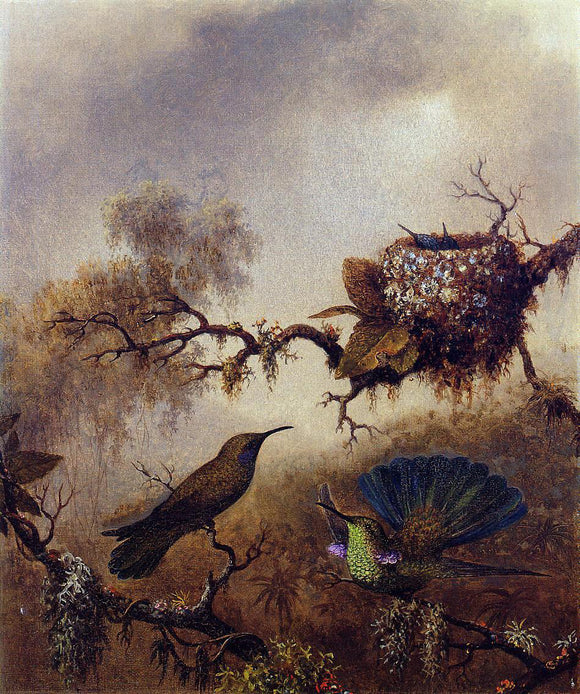  Martin Johnson Heade White-Vented Violet-Eared - Art Print