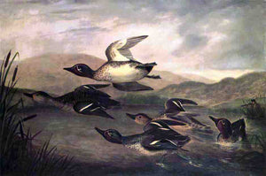  John Woodhouse Audubon Wild Ducks Rising - Art Print